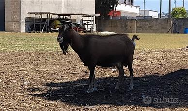 Maschio