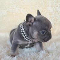 Bulldog francese esotica