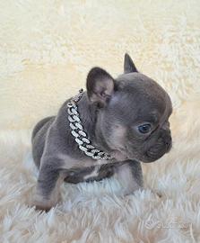 Bulldog francese esotica