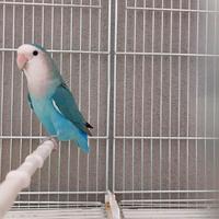 Inseparabile roseicollis