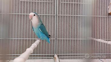 Inseparabile roseicollis