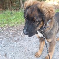 Chi vuole adottare questa splendida canina?