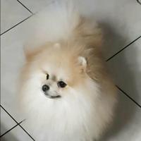 Spitz tedesco nano(POMERANIA)
