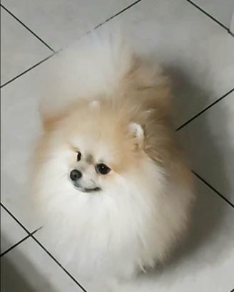Spitz tedesco nano(POMERANIA)