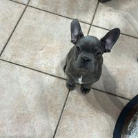 Cucciola femmina di Bulldog Francese