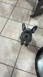 Cucciola femmina di Bulldog Francese