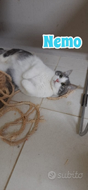 Nemo adozione del cuore
