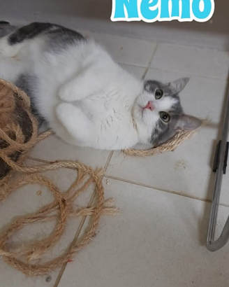 Nemo adozione del cuore