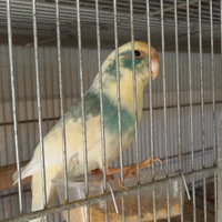Kakariki