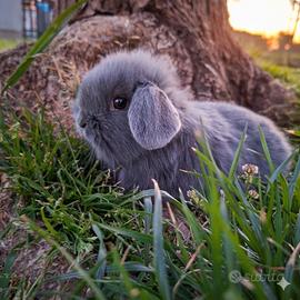 Minilop selezionati libretto sanitario