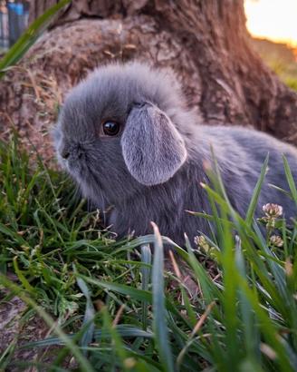 Minilop selezionati libretto sanitario