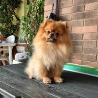 Stallone Spitz tedesco nano disponibile per monta