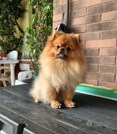 Stallone Spitz tedesco nano disponibile per monta