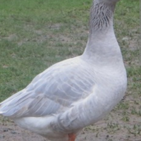 Oche Franconia