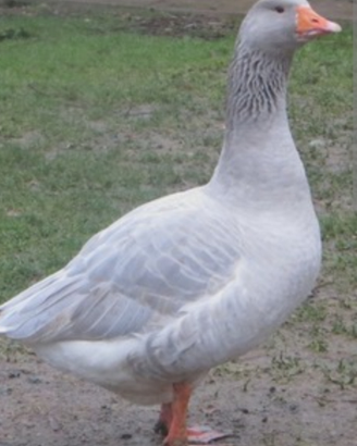 Oche Franconia