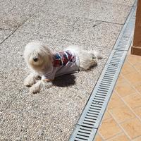 Maltese
