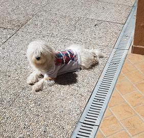 Maltese