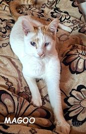 MAGOO micio di 1 anno adozione del cuore
