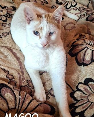 MAGOO micio di 1 anno adozione del cuore
