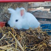 Coniglietti Nani testa di leone