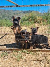 Cuccioli pastore tedesco