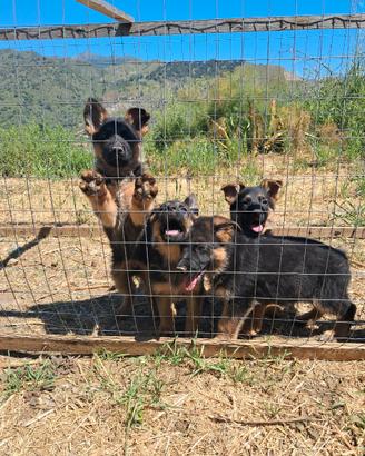 Cuccioli pastore tedesco