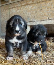 Cuccioli pastore del Caucaso