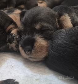 Cuccioli di Bassotto tedesco a pelo duro