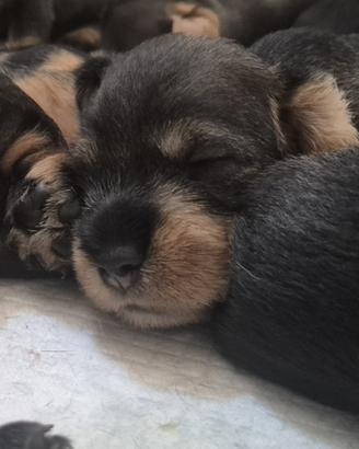 Cuccioli di Bassotto tedesco a pelo duro