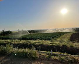 Azienda agricola orticola