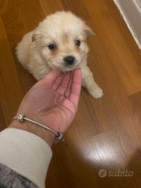 Cuccioli morkie
