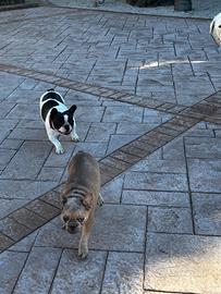 Bulldog francese