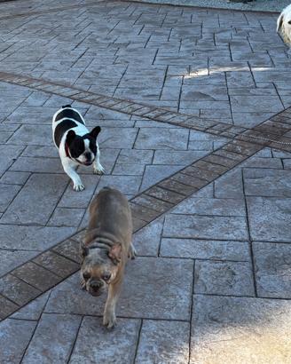 Bulldog francese