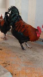 Galli Marans