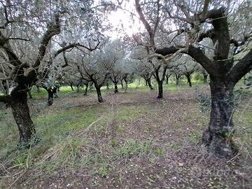 Terreno con ulivi adulti