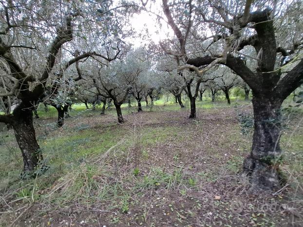 Terreno con ulivi adulti