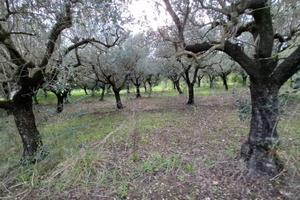 Terreno con ulivi adulti