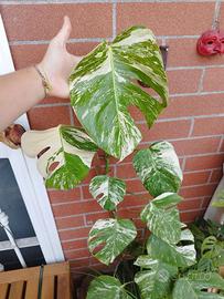 Monstera variegata talea
