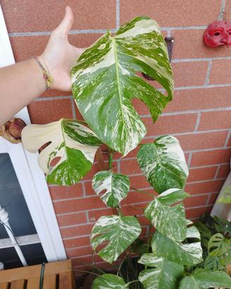 Monstera variegata talea