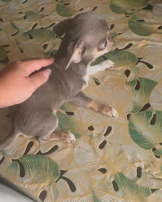 Mini mini chihuahua maschietto