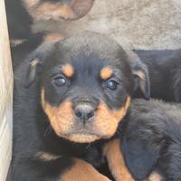 Cuccioli Rottweiler