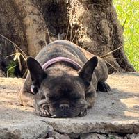 Bulldog Francese