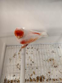 Coppia Rosso Mosaico