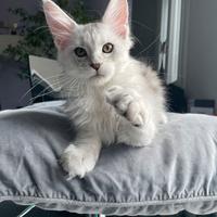 Wendy cucciola shaded