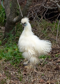Gallo Moroseta e Pulcini