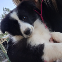 Cuccioli di border collie