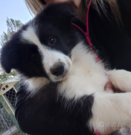 Cuccioli di border collie