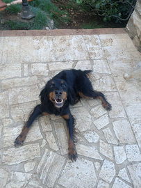 Springer/cocker cane da compagnia