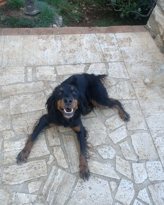 Springer/cocker cane da compagnia