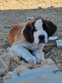 Cuccioli San bernardo